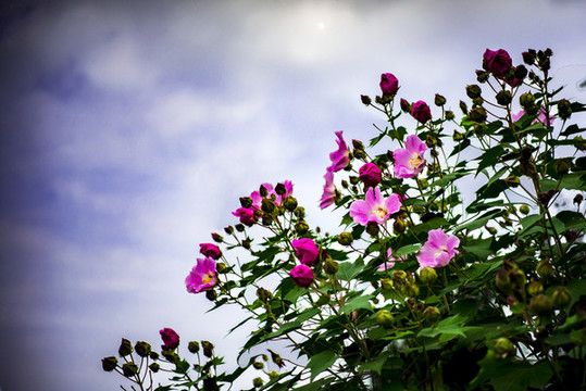 木芙蓉