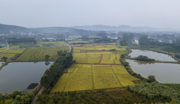鄉(xiāng)村稻田