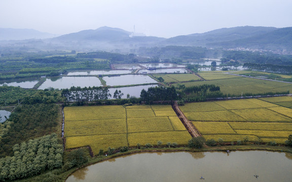 鄉(xiāng)村稻田