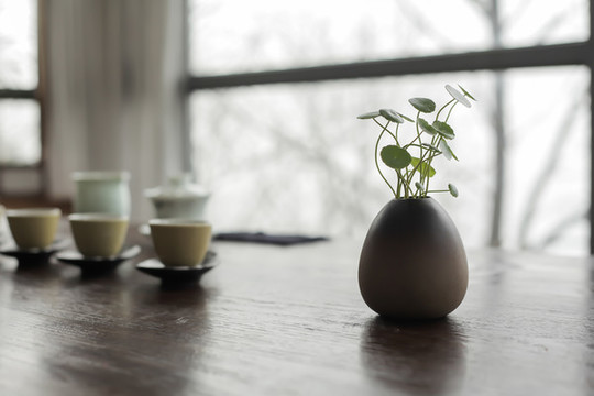 銅錢草