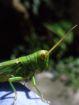 蚱蜢