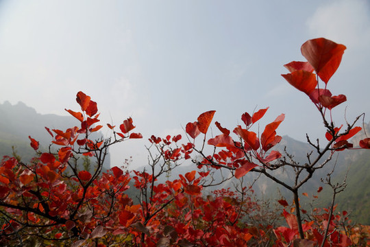 太行紅葉