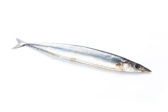 新鮮秋刀魚