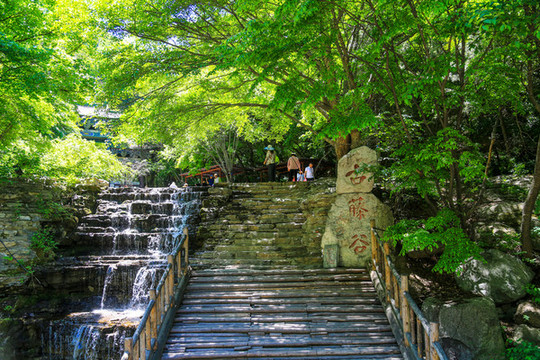 晉中介休綿山風(fēng)景區(qū)古藤谷