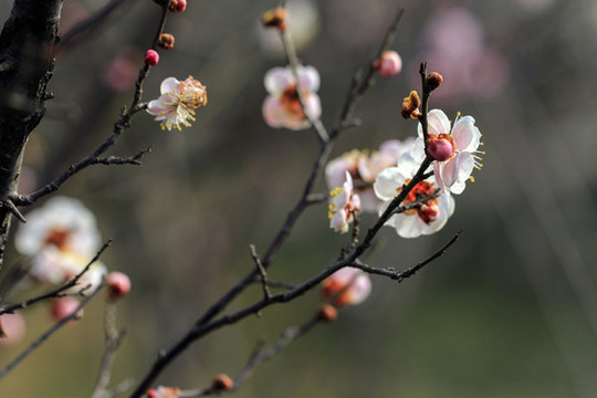 紅梅花開(kāi)