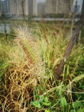 狗尾草