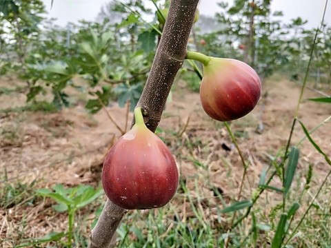 美味無(wú)花果