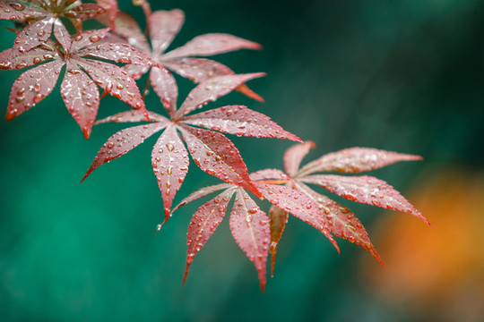 秋雨紅楓葉