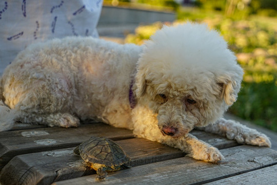 拉戈托羅馬閣挪露犬