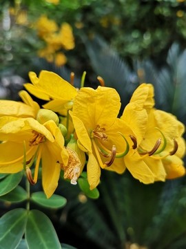 決明花