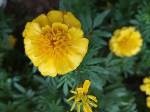 萬(wàn)壽菊
