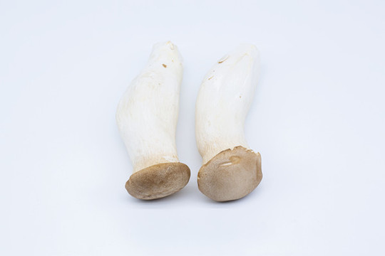 雞腿菇
