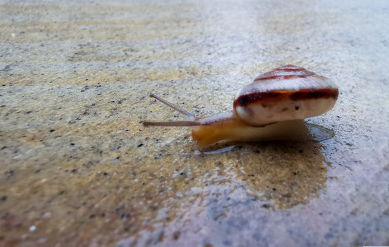 蝸牛
