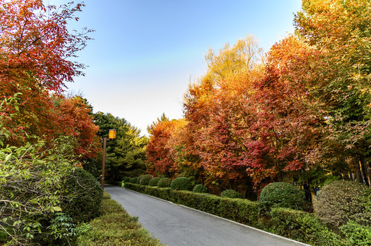 中國長春南湖公園秋季景觀