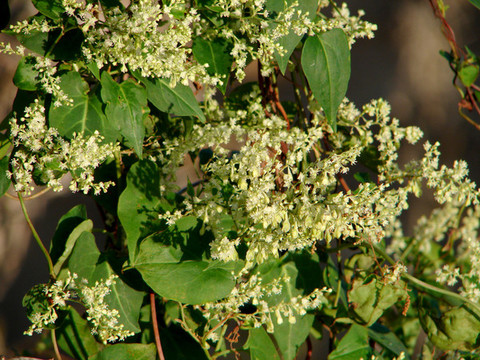 何首烏花序