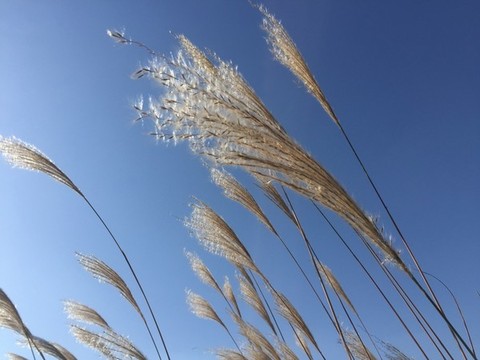 藍(lán)天下的蘆葦