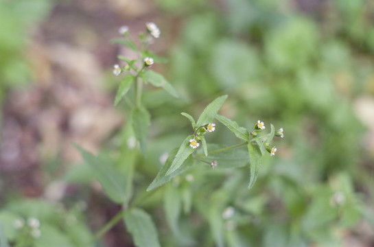 小白花