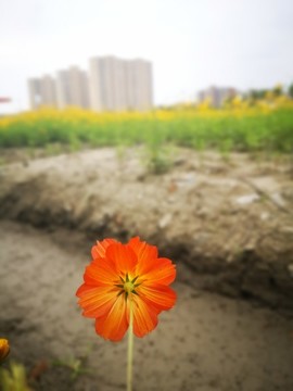 盛開的格桑花
