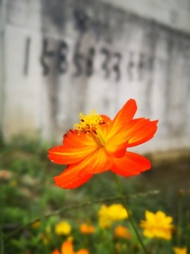 盛開的格?；? style=