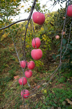 紅富士蘋果