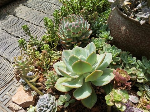 多肉植物造景
