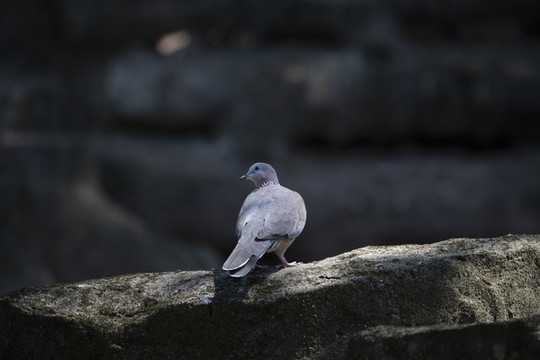 斑鳩