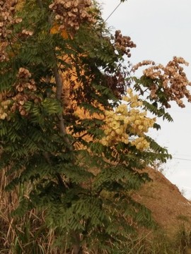 欒樹