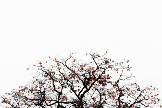 紅柿子