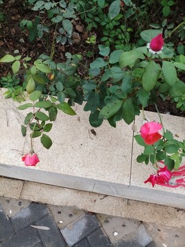 月季花