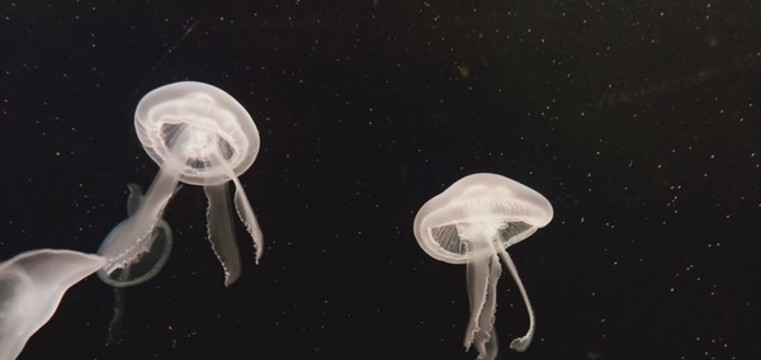 水母