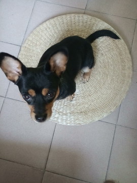四眼中華田園犬