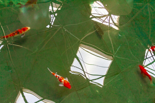 金魚