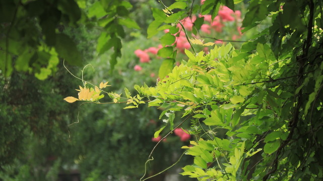紅花綠葉