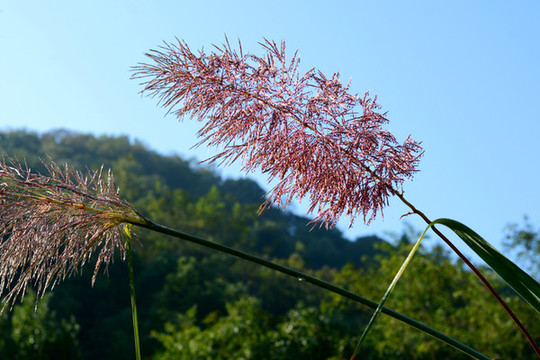 花草圖片