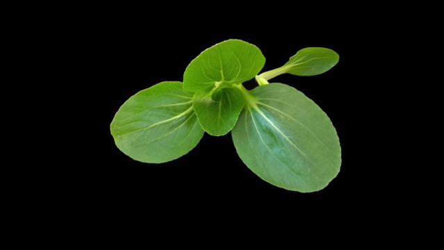 青菜