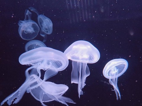水母