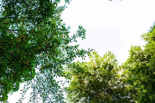 綠葉天空