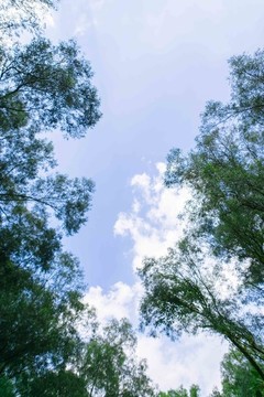 綠葉藍天