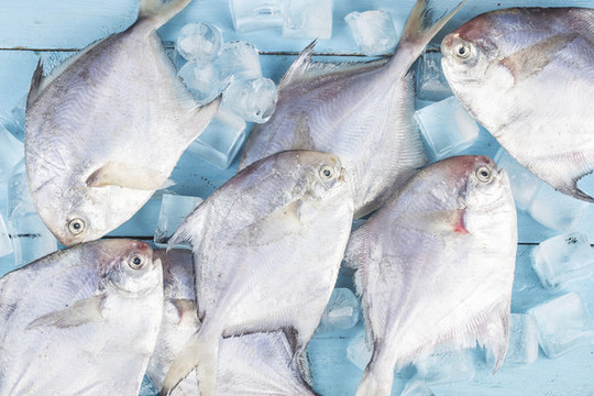 新鮮鯧魚