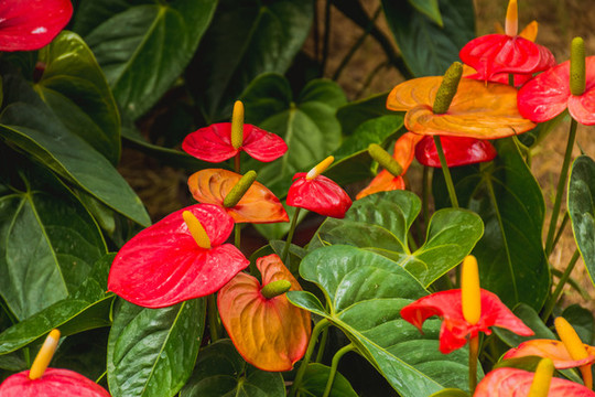 花燭