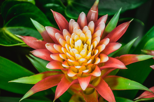 鴻運當頭花