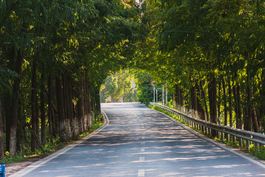 水杉公路