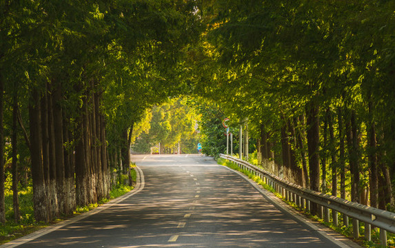 水杉公路