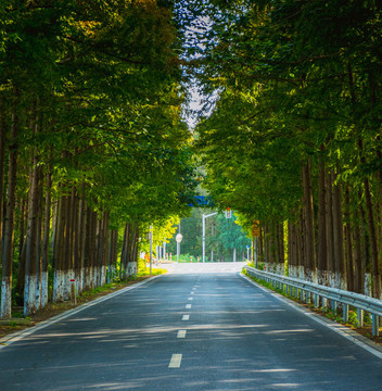 水杉公路