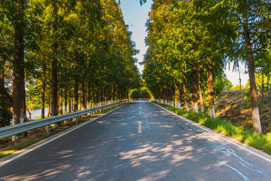 水杉公路