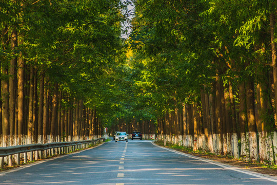 水杉公路