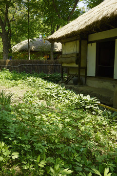 韓國農(nóng)家茅屋及菜園