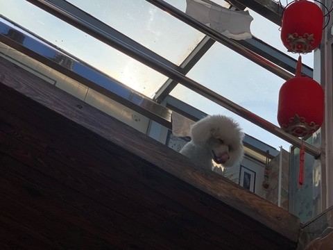 比熊犬