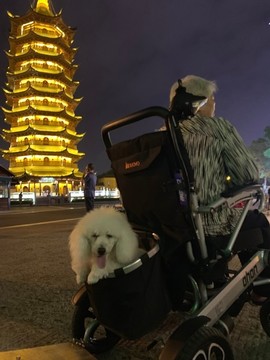 遛狗