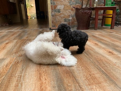 寵物犬